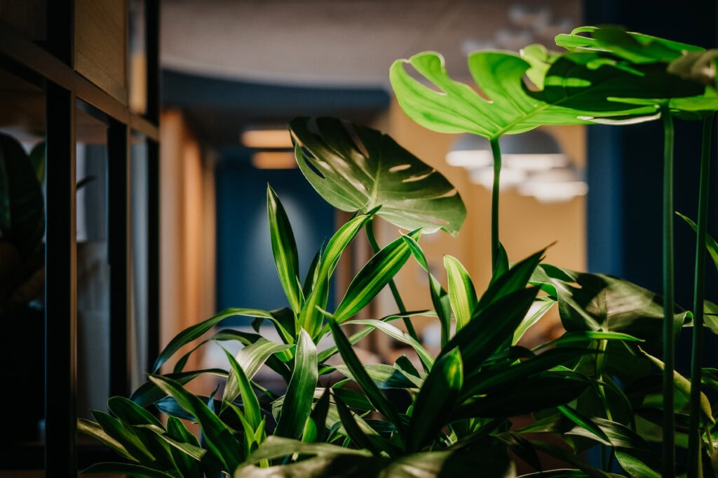 Grüne Zimmerpflanzen für ein frisches Arbeitsumfeld.